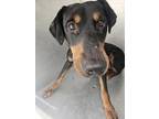 Adopt Lance a Black Doberman Pinscher / Mixed Breed (Medium) / Mixed (short