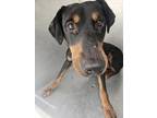 Adopt Lance a Black Doberman Pinscher / Mixed dog in Arlington, TX (41462433)