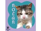 Adopt Nolan a Tan or Fawn Domestic Shorthair / Domestic Shorthair / Mixed cat in