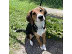 Adopt Squiggles a Black Beagle / Mixed dog in Kingston, ON (41401727)
