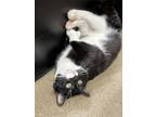 Adopt Maximus a Domestic Short Hair