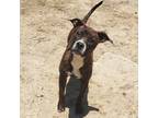 Adopt Cynaya a Brown/Chocolate American Staffordshire Terrier / Mixed Breed