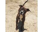 Adopt Cynaya a Brown/Chocolate American Staffordshire Terrier / Mixed dog in