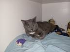 Adopt Loki a Gray or Blue Domestic Shorthair / Domestic Shorthair / Mixed cat in