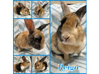 Adopt Reign a Fawn Satin / Satin / Mixed (short coat) rabbit in Joliet