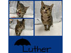 Adopt Luther a Gray or Blue Domestic Shorthair / Mixed Breed (Medium) / Mixed