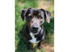 Adopt Roscoe (HW-) a Retriever, Pit Bull Terrier