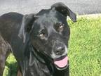 Adopt Bernadette a Black Mixed Breed (Large) / Mixed dog in Georgetown