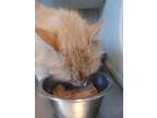 Adopt Lil Miss Sunshine a Orange or Red Domestic Longhair / Domestic Shorthair /