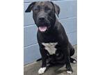 Adopt Bonnie -NOT AVAILABLE UNTIL 5/20/24 a Black American Pit Bull Terrier /