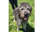 Adopt Midnight-NOT AVAILABLE UNTIL 05/20 a Standard Poodle, Retriever