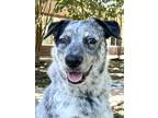 Adopt Pop *SN* a White Australian Cattle Dog / Mixed dog in Houston