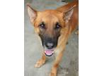 Adopt Buddy a German Shepherd Dog, Mixed Breed