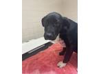 Adopt Abby a Black Labrador Retriever / Mixed Breed (Medium) / Mixed (short