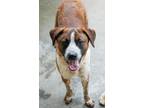 Adopt Oliver a Australian Cattle Dog / Blue Heeler, Mixed Breed