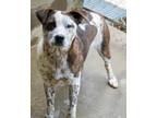 Adopt Floyd a Australian Cattle Dog / Blue Heeler, Mixed Breed