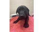 Adopt Arnold a Black Labrador Retriever / Mixed dog in San Antonio