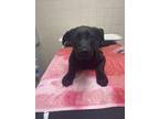 Adopt Archer a Black Labrador Retriever / Mixed Breed (Medium) / Mixed (short