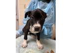 Adopt Calm a Black American Staffordshire Terrier / Mixed dog in San Antonio