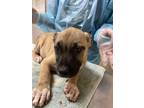 Adopt Triumph a Tan/Yellow/Fawn American Staffordshire Terrier / Mixed dog in
