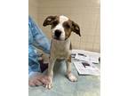 Adopt Laughter a White American Staffordshire Terrier / Mixed dog in San