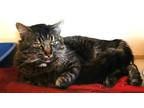 Adopt Joey a All Black Domestic Mediumhair / Domestic Shorthair / Mixed cat in