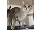 Adopt Benz a Gray or Blue Domestic Shorthair / Domestic Shorthair / Mixed cat in