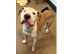 Adopt Mateo IV 50 a White American Pit Bull Terrier / Mixed Breed (Medium) /
