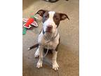 Adopt Pineapple 148 a Brown/Chocolate American Pit Bull Terrier / Mixed dog in