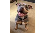 Adopt Ricochet III 77 a Black American Pit Bull Terrier / Mixed dog in