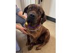 Adopt Shanti IV 95 a Brown/Chocolate Mastiff / Mixed dog in Cleveland