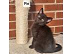 Adopt Pie a All Black Domestic Shorthair / Mixed (short coat) cat in Newark