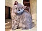 Adopt Jelly a Gray or Blue Domestic Shorthair / Mixed (short coat) cat in