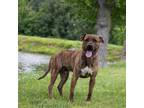 Adopt Beo a Pit Bull Terrier