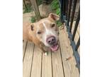 Adopt King* a Tan/Yellow/Fawn American Pit Bull Terrier / Mixed dog in Baton