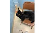 Adopt Erebus a All Black Domestic Shorthair / Domestic Shorthair / Mixed cat in