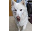 Adopt Akila a White Siberian Husky / Samoyed / Mixed dog in Franklin