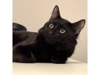 Adopt Logan a All Black Domestic Shorthair (short coat) cat in Toronto