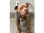 Adopt Tig a Pit Bull Terrier