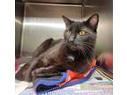 Adopt Black Jack a Domestic Short Hair