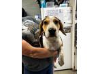 Adopt Badger a Beagle