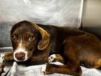 Adopt Chocolate a Beagle