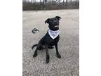 Adopt Carter a Black Labrador Retriever / Mixed dog in Atlanta, GA (41452672)