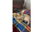 Adopt Blueberry a Domestic Short Hair