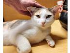 Adopt Taylor a Calico or Dilute Calico Calico / Mixed (short coat) cat in