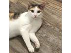 Adopt Taylor a Calico or Dilute Calico Calico / Mixed (short coat) cat in