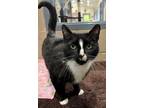 Adopt Jazz a Domestic Short Hair