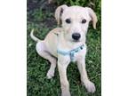 Adopt Trish a Tan/Yellow/Fawn Labrador Retriever / Terrier (Unknown Type