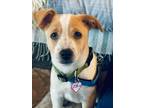 Adopt Milo a White - with Tan, Yellow or Fawn Hound (Unknown Type) / Mixed dog