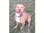 Adopt Zeus a American Staffordshire Terrier / Mixed dog in Ladysmith